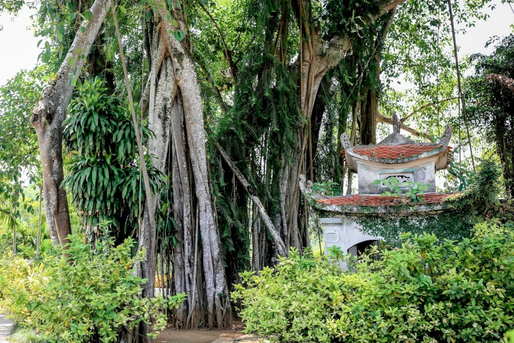 Cây đa ẩn chứa giá trị linh thiêng tựa như những truyền thuyết cổ xưa